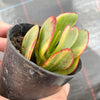 Crassula arborescens 'Blue Bird' Variegata