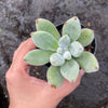 Echeveria Leucotricha