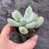 Echeveria Leucotricha