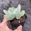 Echeveria Leucotricha