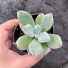 Echeveria Leucotricha