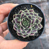 Jovibarba heuffelii 'Aphrodite'