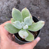 Echeveria Leucotricha