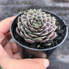 Jovibarba heuffelii 'Aphrodite'