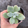 Echeveria Leucotricha