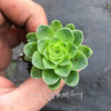 Aeonium aureum aka. Greenovia Aurea (SET OF 3 CUTTING)