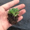 Aeonium aureum aka. Greenovia Aurea (SET OF 3 CUTTING)