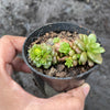 xCremnosedum 'Little Gem' (CLUSTER)