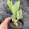 Senecio amaniensis