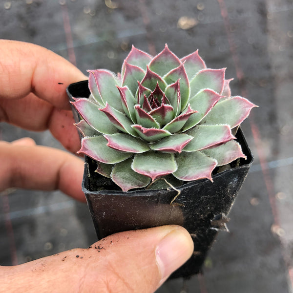 cutix succulent Sempervivum 'Crispyn' (P/C) – LET LOVE GROW (Succulent & Cactus)