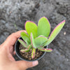 Senecio amaniensis
