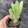 Senecio amaniensis