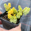 Sedum Golden Rice - Sedum Orizifolium Variegata