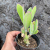 Senecio amaniensis