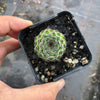 Sempervivum ‘Emmchen’