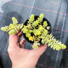 Sedum Golden Rice - Sedum Orizifolium Variegata
