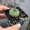 Sempervivum ‘Emmchen’