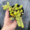 Sedum Golden Rice - Sedum Orizifolium Variegata
