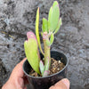 Senecio amaniensis