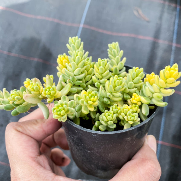rice succulent Sedum Golden Rice