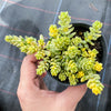 Sedum Golden Rice - Sedum Orizifolium Variegata
