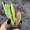 Senecio amaniensis