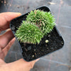 Sempervivum 'Pacific Red Rose' CREST