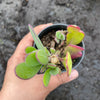 Senecio amaniensis