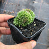Sempervivum 'Pacific Red Rose' CREST
