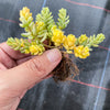 Sedum Golden Rice - Sedum Orizifolium Variegata