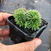 Sempervivum 'Pacific Red Rose' CREST