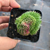 Sempervivum 'Pacific Red Rose' CREST