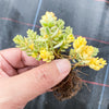 Sedum Golden Rice - Sedum Orizifolium Variegata