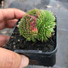Sempervivum 'Pacific Red Rose' CREST