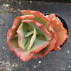 Echeveria 'Tutti Frutti'