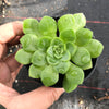 Aeonium 'Pancake' (1 x CUTTING)