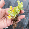 Sedum Golden Rice - Sedum Orizifolium Variegata
