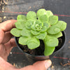 Aeonium 'Pancake' (1 x CUTTING)