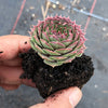 Sempervivum cv. 'Weighton's Red' (P/C)
