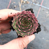 Sempervivum cv. 'Weighton's Red' (P/C)