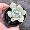 Echeveria Machete