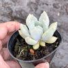 Echeveria Machete