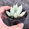 Echeveria Machete