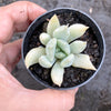 Echeveria Machete