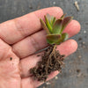 Crassula corymbulosa 'Red Pagoda' (XS)