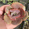 Echeveria 'Lolita'