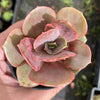 Echeveria 'Lolita'