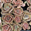 Echeveria 'Lolita'