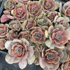 Echeveria 'Lolita'