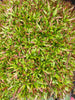 Aeonium 'Cornish Tribute' (1 x CUTTING)